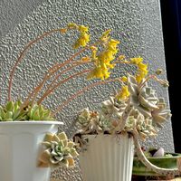 朧月,クリスマスイブ,多肉植物,エケベリア属,癒しの画像