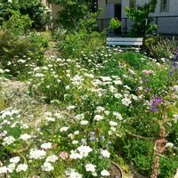 ヤマボウシ,オルレア・ホワイトレース,ガーデニング,お花畑    ,愛知県の画像
