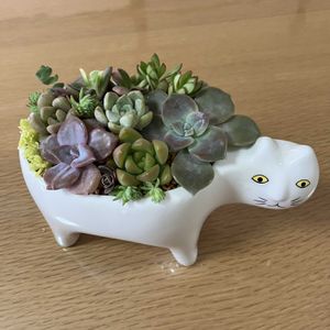 寄せ植え,多肉植物の画像