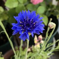 ヤグルマギク,ギリア,ギリア カピタータ,ばら バラ 薔薇の画像
