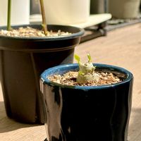 アデニウム,新芽,成長記録,成長中,アデニウム属の画像