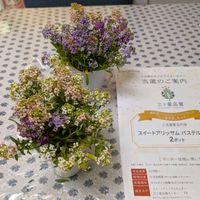 玄関アプローチの画像