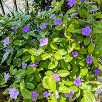 ニオイバンマツリ,花のある暮らし,ありがとう❤️,花に魅せられて,小さな庭の画像