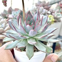 エケベリア  カマノイ プエブラ,成長記録 バディアエ,エケベリア バディアエ,神奈川タニラー,多肉男子の画像