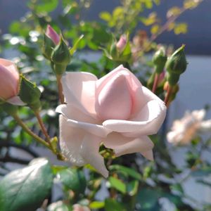 薔薇のある生活,地植え,アイスフォーゲルが愛らしい,庭の画像