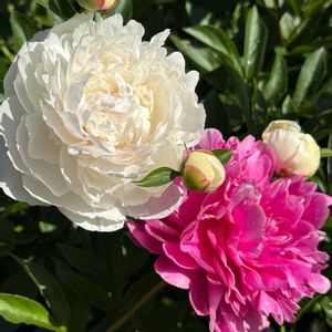 シャクヤク,シャクヤク,芍薬,芍薬,我が家の花壇の画像