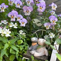 ビオラ,ヒメウツギ,寄せ植え,白い花,実家の画像
