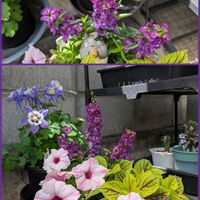 チャイブ,ペチュニア,ペチュニア　ラブリーアイ,世羅高原,土曜日は紫の花の画像