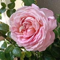 ミニバラ オプティマ ラブリー プリンセス,ミニ薔薇 シエスタ·フェリス,バラ　アロームディヴァン,バラ・ミニバラ,ばら バラ 薔薇の画像