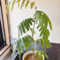 エバーフレッシュ,新葉の成長,猫にも安全な植物,トビムシ嫌いの画像