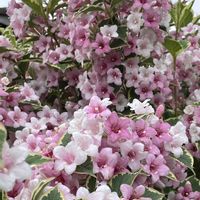 ウツギ,ペチュニア,ペチュニア,ペチュニアの画像