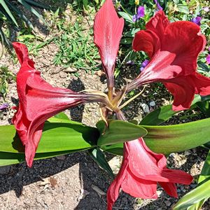 地植え,私の癒やし,駐車場の花壇にの画像