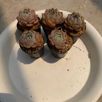 多肉植物,葉挿しの画像