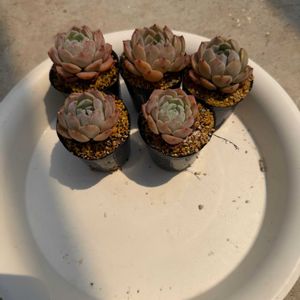 多肉植物,葉挿しの画像