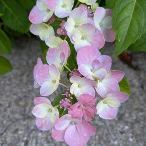 ラグランジア オーロランジュ,ナチュラルガーデン,癒される,花のある暮らし,紫陽花の季節の画像