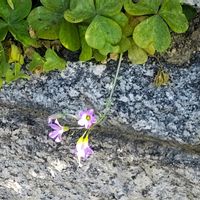ムラサキカタバミの画像
