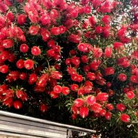 ブラシノキ,赤い花,街路樹の花の画像
