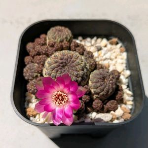 サボテン,銀冠玉,スルコレブチア ラウシー,多肉植物,鉢植えの画像