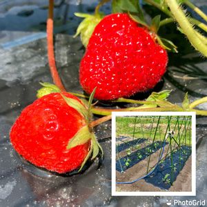 イチゴ,キュウリ,トマト,とちおとめ,家庭菜園奮闘日記の画像