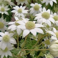 フランネルフラワー,かわいい,可愛い,白い花,癒しの画像