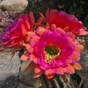 サボテン,花サボテン,サボテンの花,さぼてんの花の画像