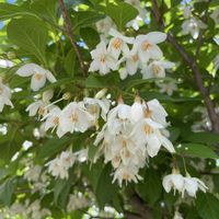 エゴノキ,エゴノキの花の画像