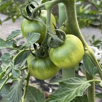 小さな畑,家庭菜園の画像