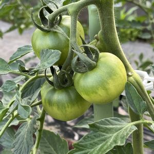 小さな畑,家庭菜園の画像