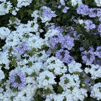 草花,スーパーベナ ピーチメルバ,スーパーベナ アイストゥインクル,スーパーベナ アイストゥインクル,スーパーベナ　ホワイトの画像