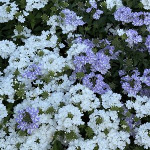 草花,スーパーベナ ピーチメルバ,スーパーベナ アイストゥインクル,スーパーベナ アイストゥインクル,スーパーベナ　ホワイトの画像