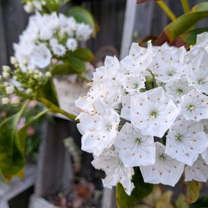 カルミア,ビオラ,ナチュラルガーデン,癒される,花のある暮らしの画像