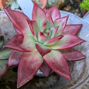 多肉植物,多肉大好き,ナチュラルガーデン,可愛い,癒されるの画像