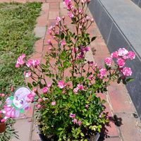 ミ二バラ,かわいい,開花,癒し,美しいの画像