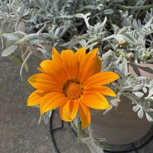アルテルナンテラ,ガザニアビースト　シルバーティガー,癒し,GSのみなさんに感謝♡,お花のある暮らしの画像