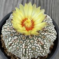 サボテン,兜丸,サボテン科,サボテンの花,アストロフィツム属の画像