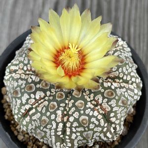 サボテン,兜丸,サボテン科,サボテンの花,アストロフィツム属の画像