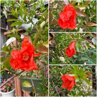 ザクロ,鉢植え,元気！,鮮やかな色,花のある暮らしの画像