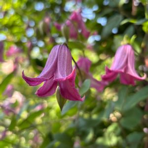花のある暮らし,植中毒,げんき！,平和を願う☆,小さな庭の画像