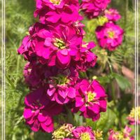 ストック,かわいい,花のある暮らし,ありがとう♡,小さい花壇の画像