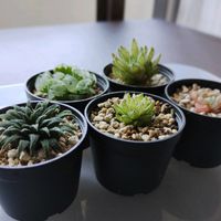 ハオルチア,多肉植物,交配,ハオルチア属,癒し空間の画像