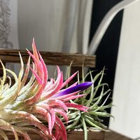 エアープランツの画像