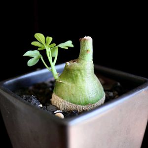 アデニア・グラウカ,多肉植物,塊根植物,コーデックス,アデニア属の画像