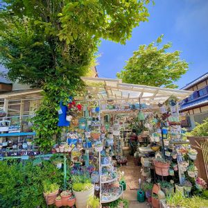 多肉植物,雑貨,ガーデニング,多肉ガーデン,ナチュラルスタイルの画像