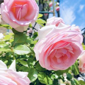 楽しみ〜,かわいい♡,太陽の光を浴びて,ありがとう♪,元気に育ちますようにの画像