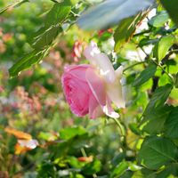 薔薇,グリーンアイス,ピエールドゥロンサール,福岡,備忘録の画像