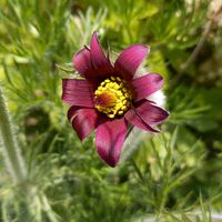オキナグサ,西洋オキナグサ,花のある暮らし,咲いてくれてありがとう❤,おうち園芸の画像