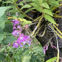 バーベナ,季節の花,着生ラン,花のある暮らし,小さな庭の画像