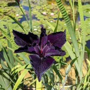 ショウブ,草津市立水生植物公園みずの森の画像
