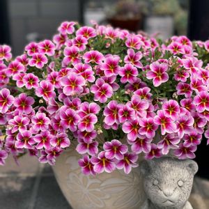 カリブラコア　レイヴピンクバルバドス,タキイ,毎年ありがとう,お花は癒し,玄関アプローチの画像