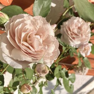 グリーンアイス,バラ サーシャ,薔薇 さくらいろ,バラ パニエ,開花の画像